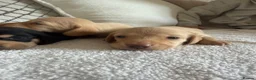 Dachshund dogs for sale: Cream dachshund puppies long hair  - Advert 11