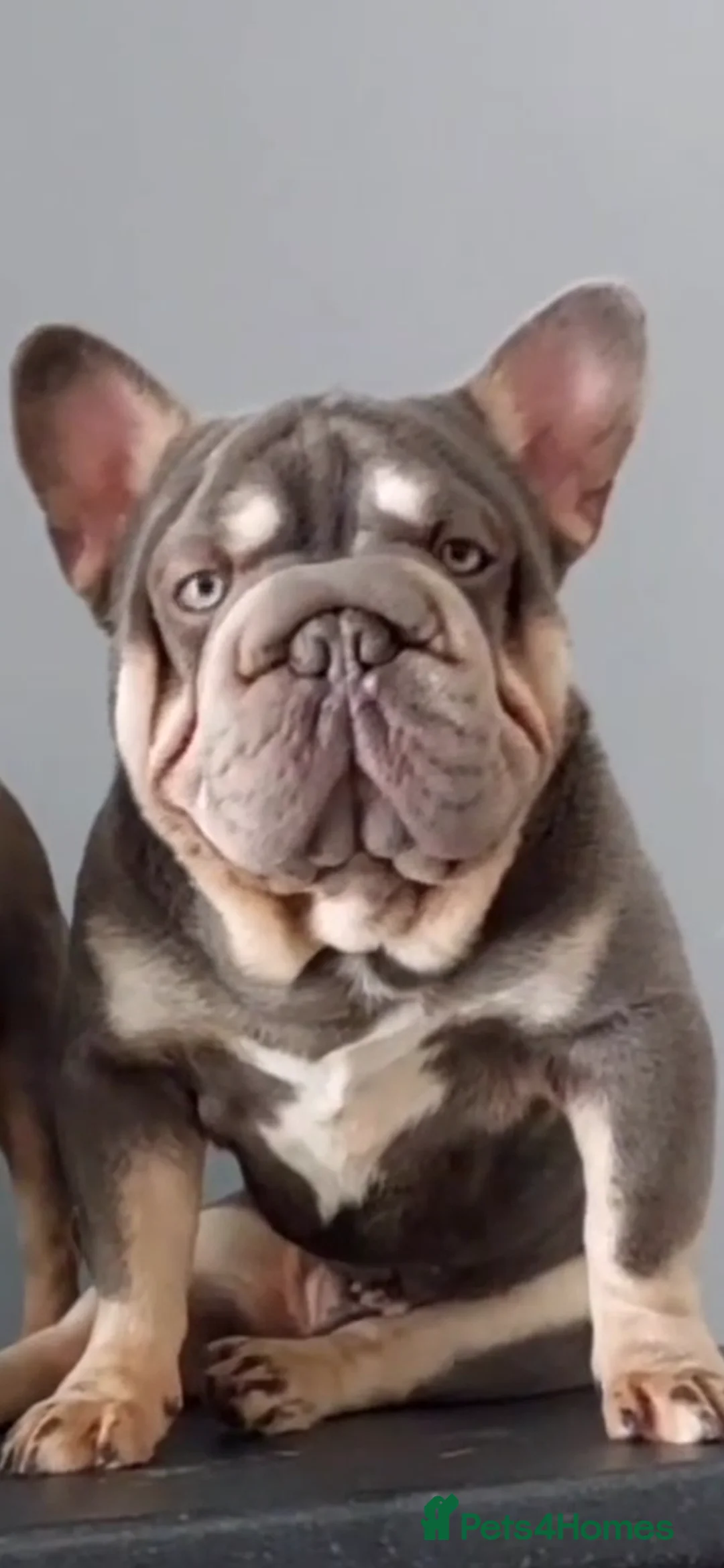 French Bulldog dogs for stud: french bulldog fluffy carrier in Birkenhead - Advert 11