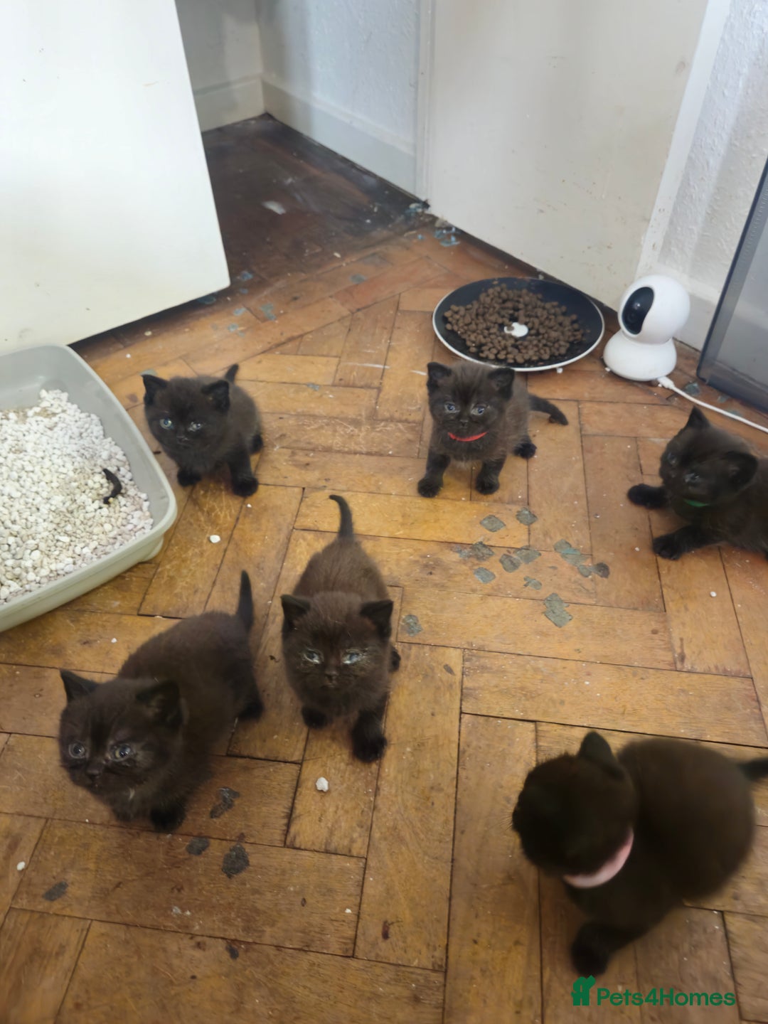British Shorthair cats for sale: Champion Black British Shorthairs - Image 1
