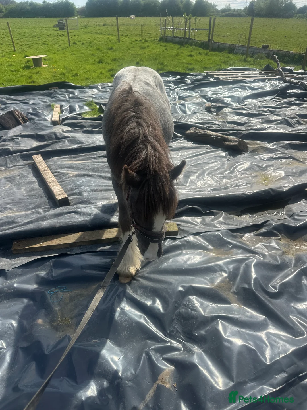 Appaloosa horses for sale: Appaloosa cob 17 month old gelding  - Advert 5