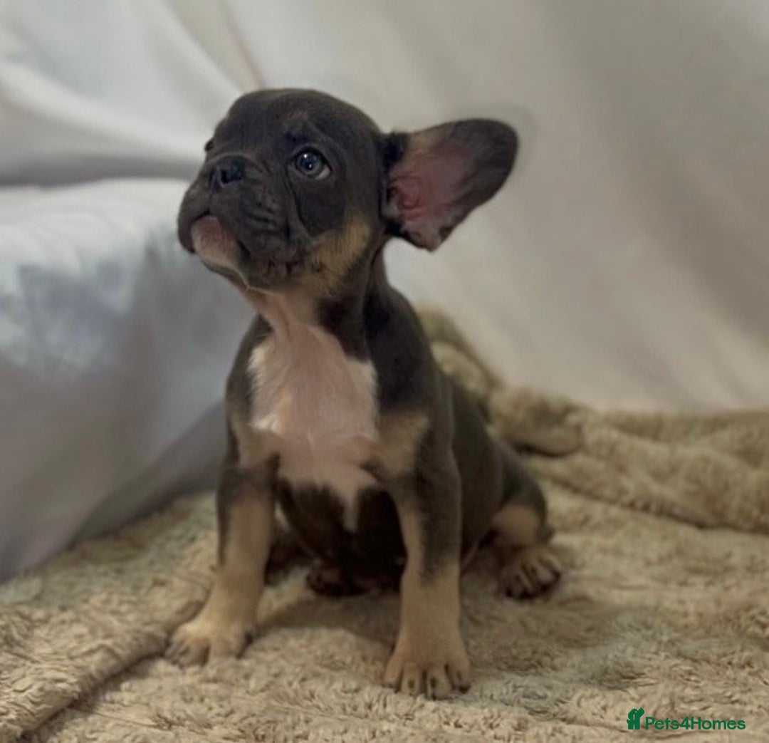 French Bulldog dogs for sale: 💕🐾 Stunning French bulldogs 🐾💕 - Advert 26