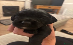 Cocker Spaniel dogs for sale: Beautiful working cocker boy - Image 7