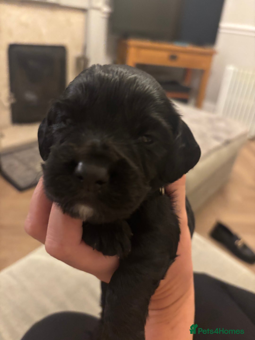 Cocker Spaniel dogs for sale: Beautiful working cocker boy - Image 7