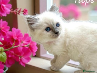 Ragdoll cats Gorgeous Fluffy Ragdoll Kittens - Advert 17