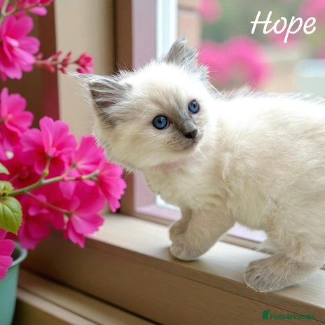 Ragdoll cats Gorgeous Fluffy Ragdoll Kittens - Advert 3