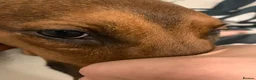 Mixed Breed dogs for sale: Here is my 5 year old Doberman x staffy in Sheffield - Advert 2