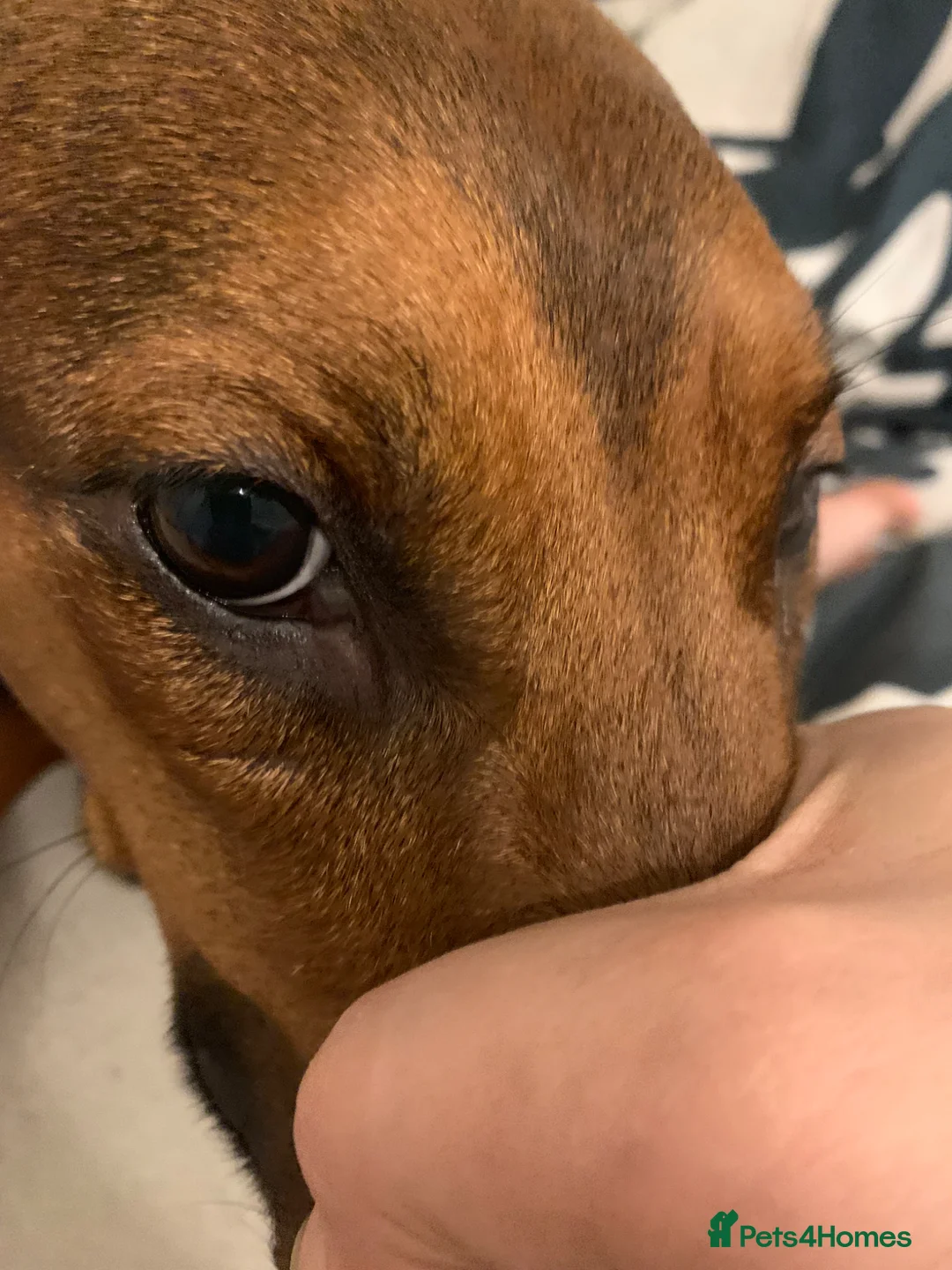 Mixed Breed dogs for sale: Here is my 5 year old Doberman x staffy in Sheffield - Advert 2