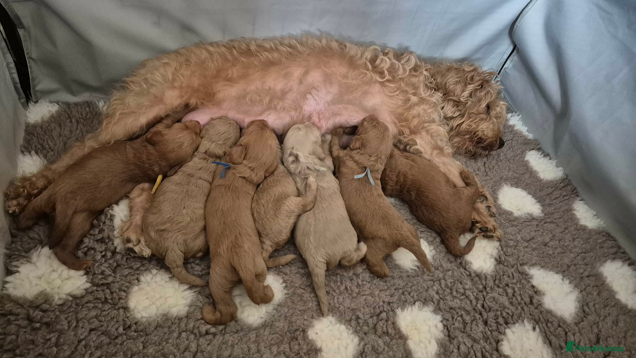 Labradoodle dogs Miniature Red & Taupe Labradoodle Puppies - Advert 1