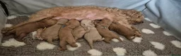 Labradoodle dogs for sale: Miniature Red & Taupe Labradoodle Puppies - Advert 1