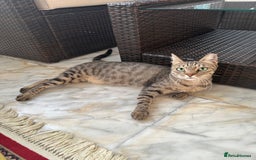 Mixed Breed cats for adoption: Female Rescue Cat for Adoption - Image 3