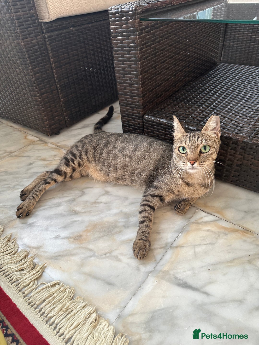 Mixed Breed cats for adoption: Female Rescue Cat for Adoption - Image 3