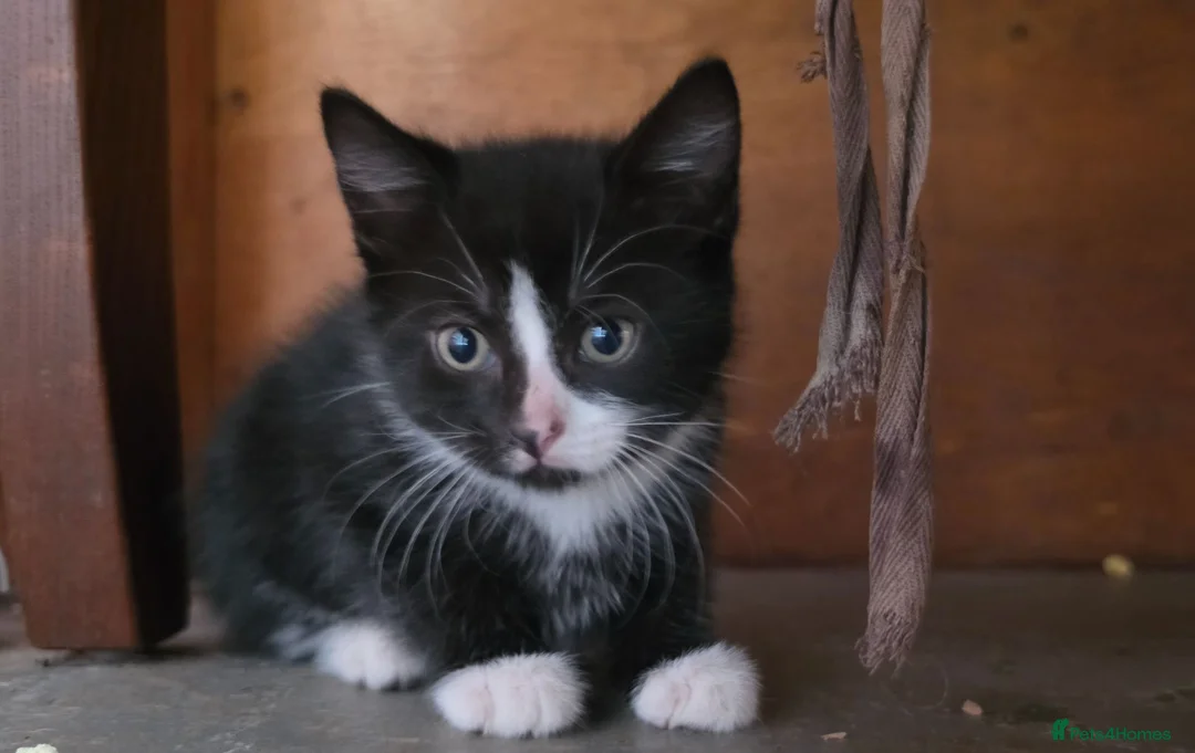 Mixed Breed cats for sale: Adorable Kittens Ready for their forever Homes - Advert 2