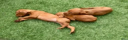 Hungarian Vizsla dogs for sale: Hungarian vizsla  in Saint Helens - Advert 6