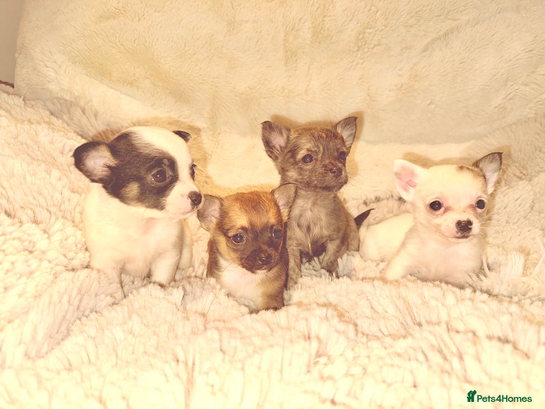 Chihuahua dogs for sale: Tiny Chihuahua girls  - Image 13