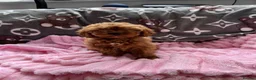 Cavapoo dogs for sale: Cavapoo - Advert 21