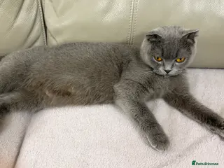 British Shorthair cats British Short hair and Scotish Fold - Advert 1