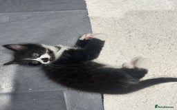 Mixed Breed cats for sale: 3 Male kittens for sale  - Image 7