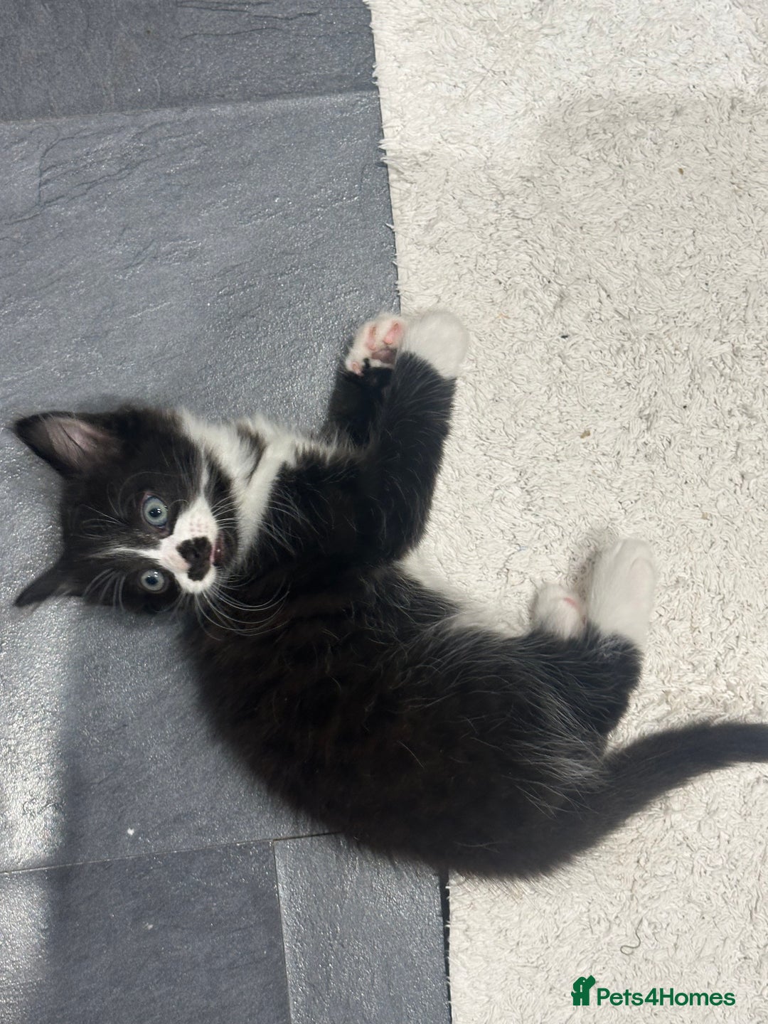 Mixed Breed cats for sale: 3 Male kittens for sale  - Image 7