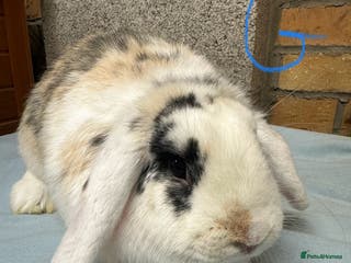 French Lop rabbits French Lop Rabbits For Sale - Advert 16