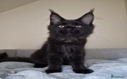 Maine Coon cats for sale: 🍁🍂Good females🏡🎯📣 - Image 28