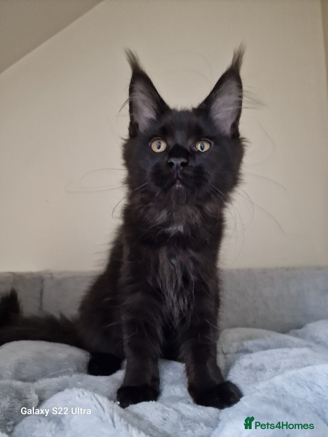 Maine Coon cats for sale: 🍁🍂Good females🏡🎯📣 - Image 28