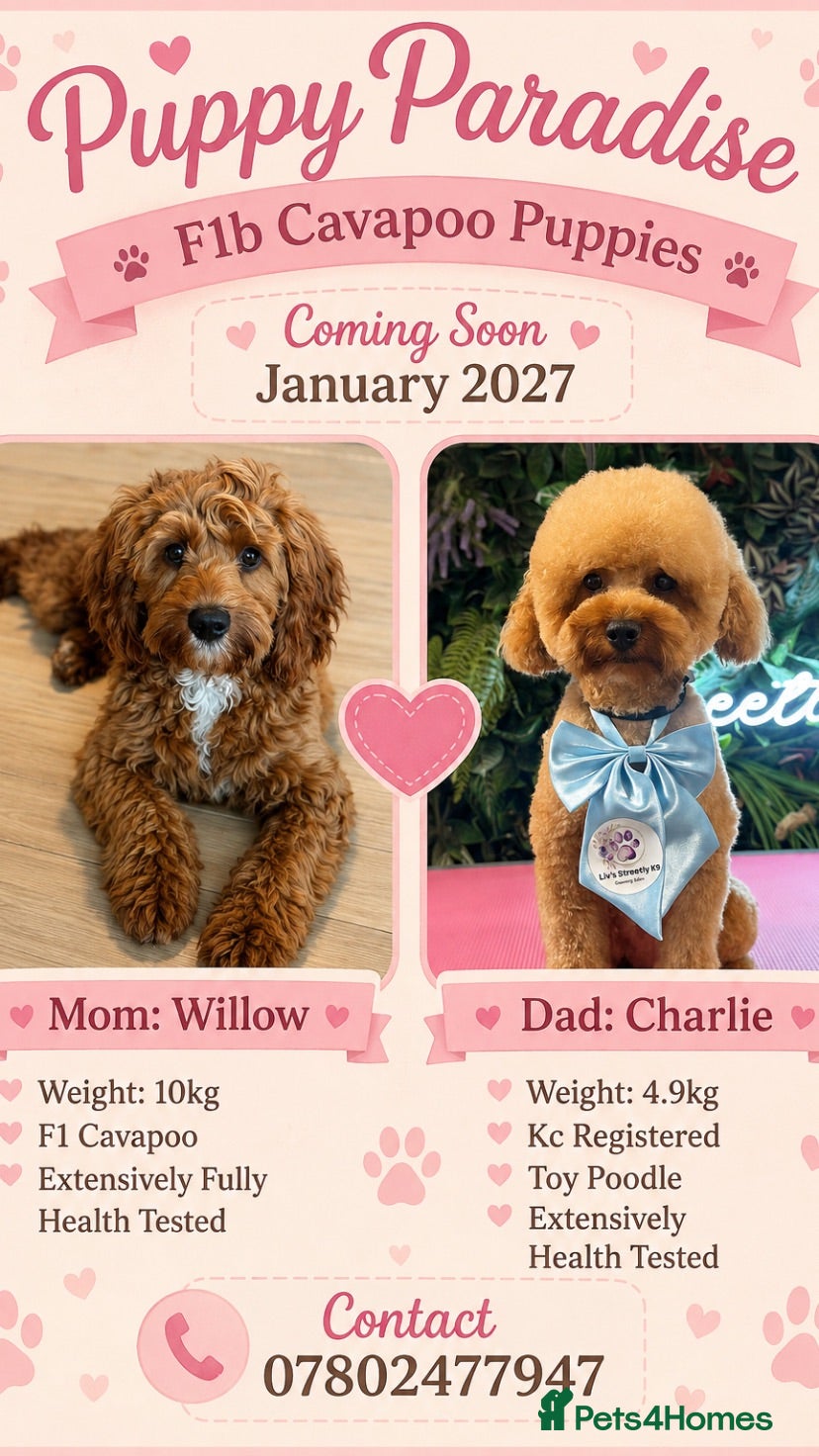 Cavapoochon dogs  Extensively health-tested parents 💫 - Advert 3