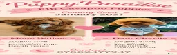 Cavapoochon dogs for sale:  Extensively health-tested parents 💫 - Advert 1