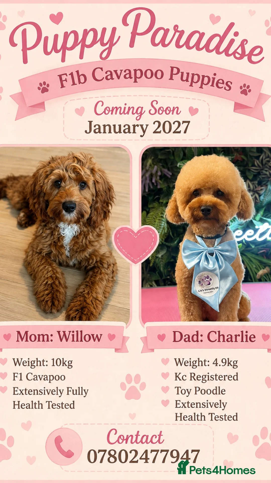Cavapoochon dogs for sale:  Extensively health-tested parents 💫 - Advert 1