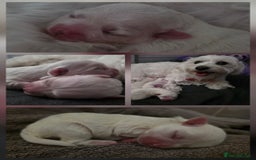 Maltese dogs for sale: Bichon Maltese - Image 17