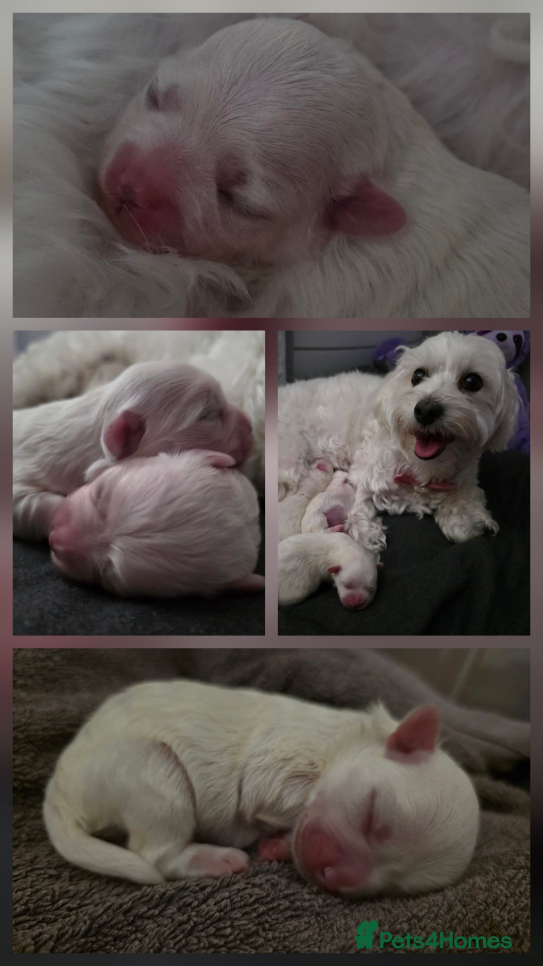 Maltese dogs for sale: Bichon Maltese - Image 17