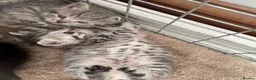 British Shorthair cats for sale: Pedigree British shorthair kittens for sale  - Advert 3