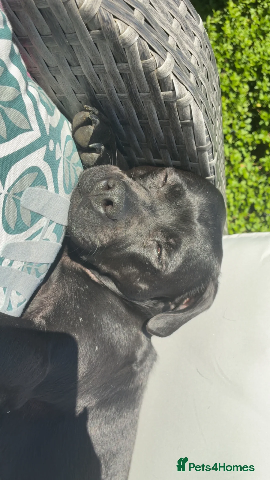 Staffordshire Bull Terrier dogs for sale: 3 year old female Staffordshire bullterrier  - Advert 1