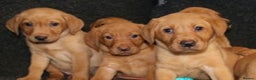 Labrador Retriever dogs for sale: Red Fox Labs : Health Checked-KC Reg-FTCH Pedigree - Advert 3