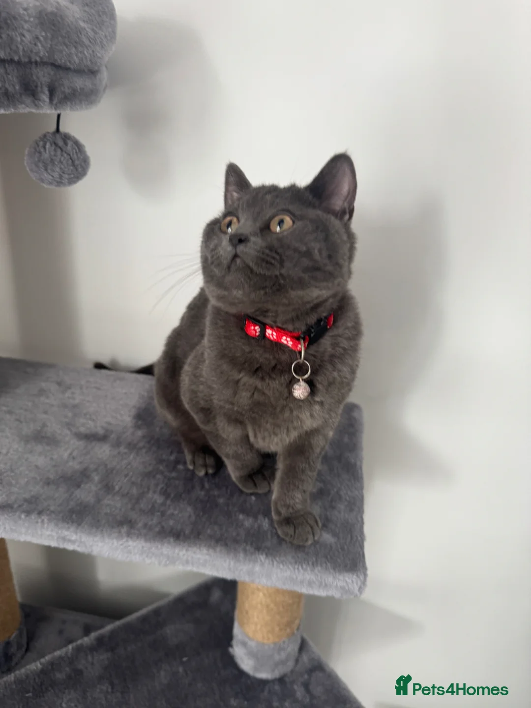 British Shorthair cats for sale: Cutie  in Manchester - Advert 1