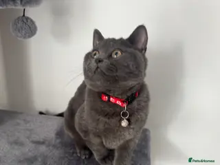 British Shorthair cats Cutie - Advert 1