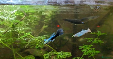 Other/Mixed Breed fish - Advert 6