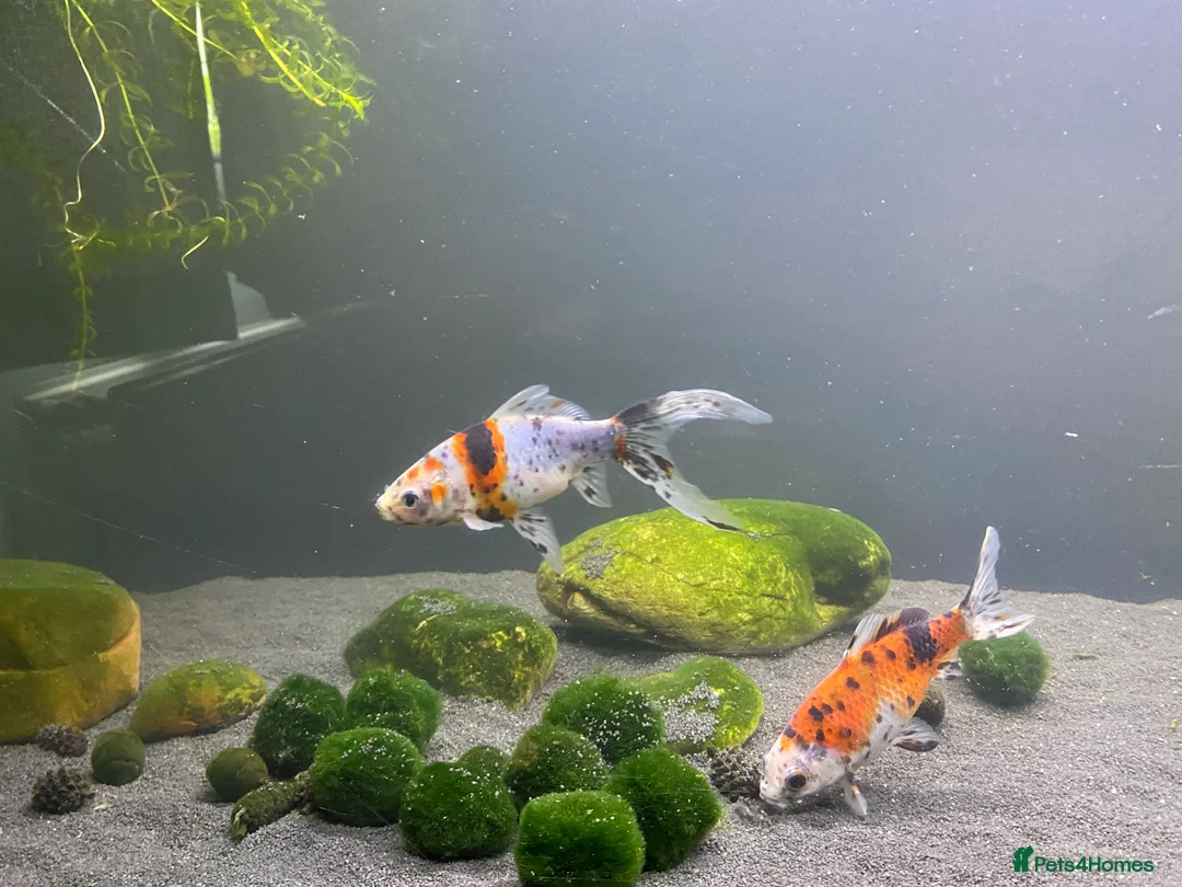 Goldfish fish for sale: Shubunkin goldfish 16cm - Advert 2