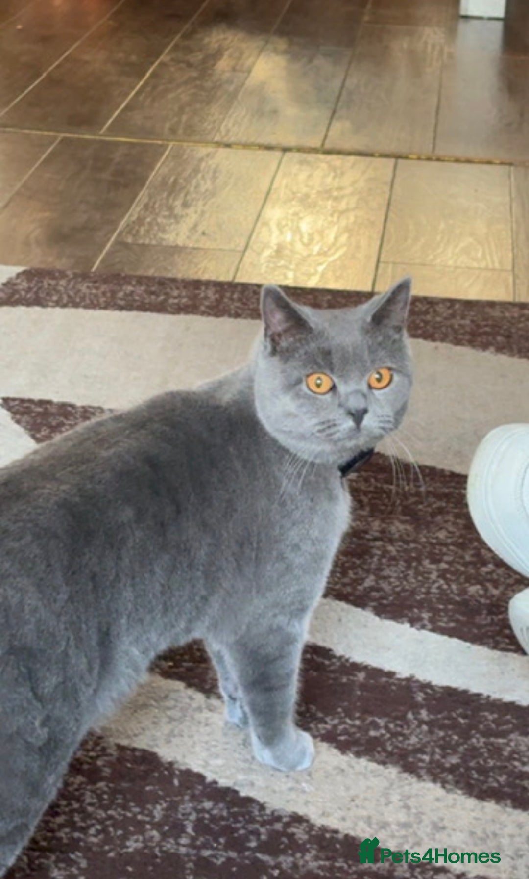 British Shorthair cats for sale: Loki the male BSH  - Advert 5