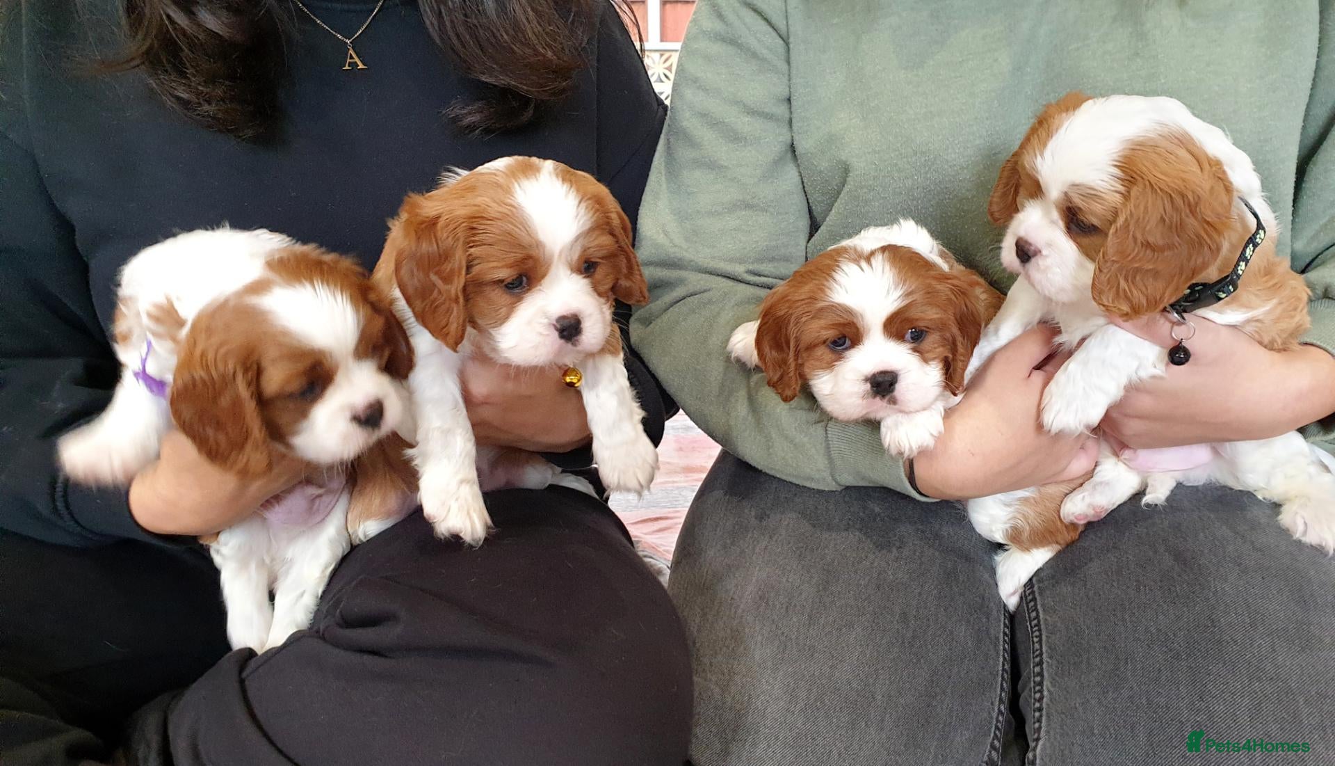Cavalier King Charles Spaniel dogs for sale: K.C. reg. Cavalier King Charles Spanel - Advert 1