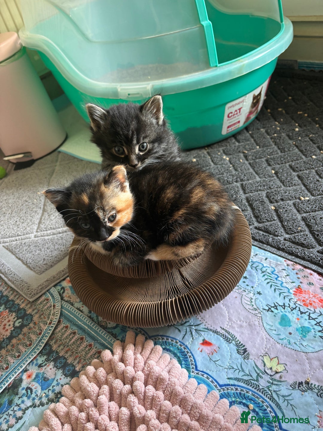 Mixed Breed cats for sale: 5 perfect kittens available  - Image 5