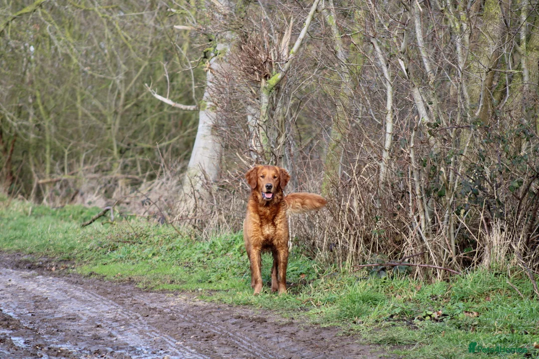 Golden Retriever dogs for stud: EXTENSIVELY health tested with excellent results! in Newark - Advert 31