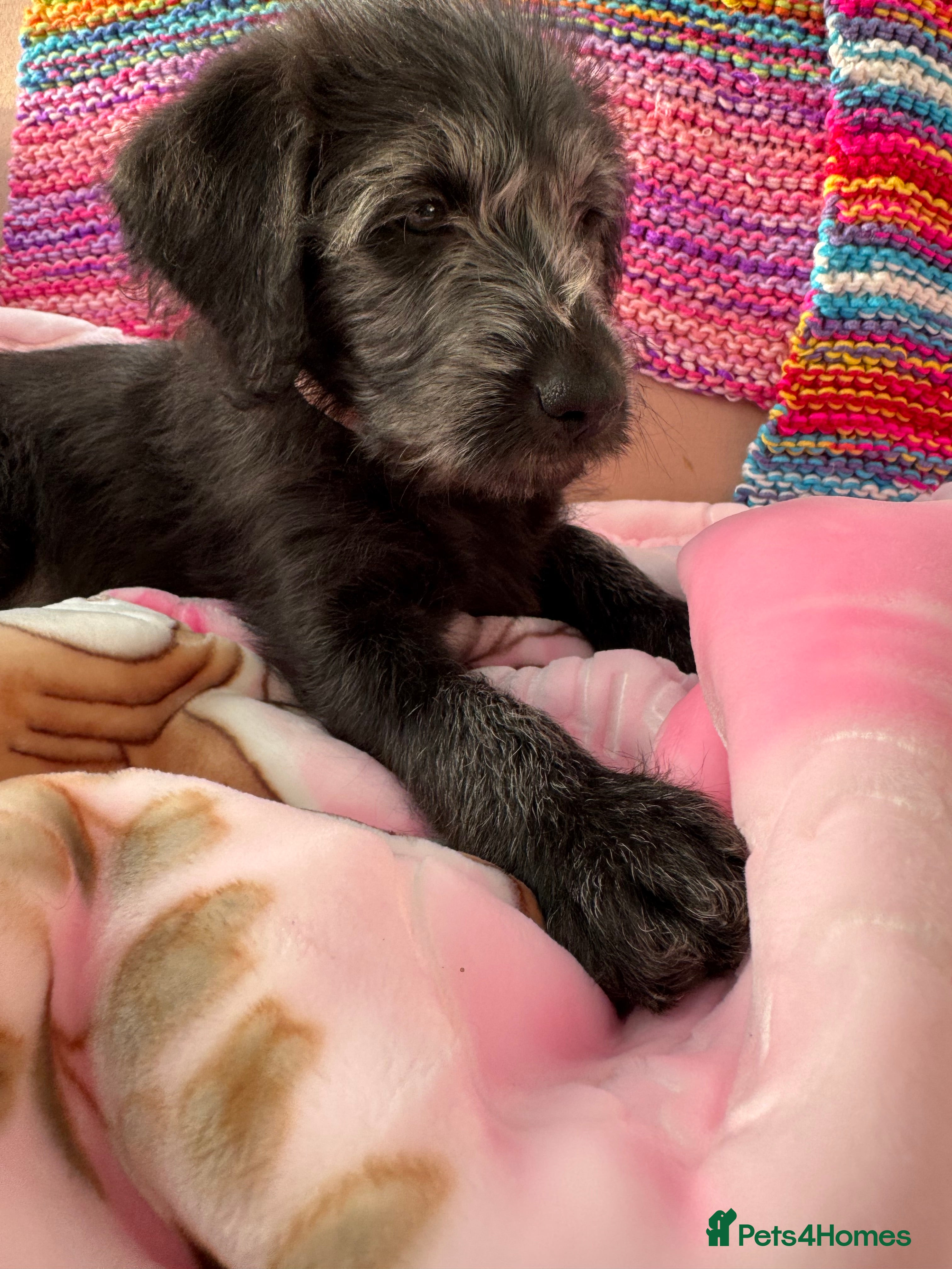 Labradoodle dogs Last Girl Left - F2B Labradoodle Pups - Advert 1