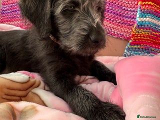 Labradoodle dogs Last Girl Left - F2B Labradoodle Pups - Advert 4