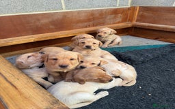 Labrador Retriever dogs for sale: Labrador Retrievers For Sale - Image 24