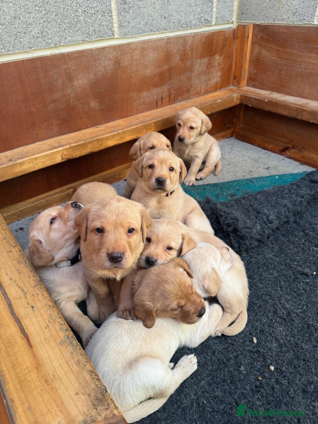 Labrador Retriever dogs for sale: Labrador Retrievers For Sale - Image 24