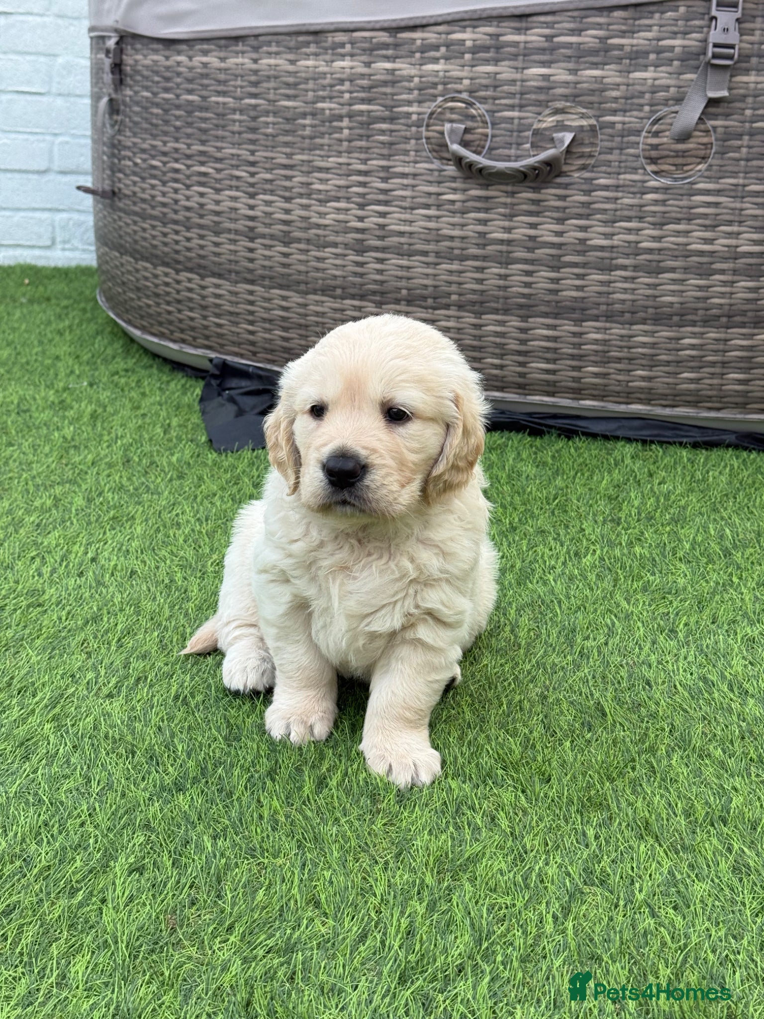 Golden Retriever Puppy 2 RED