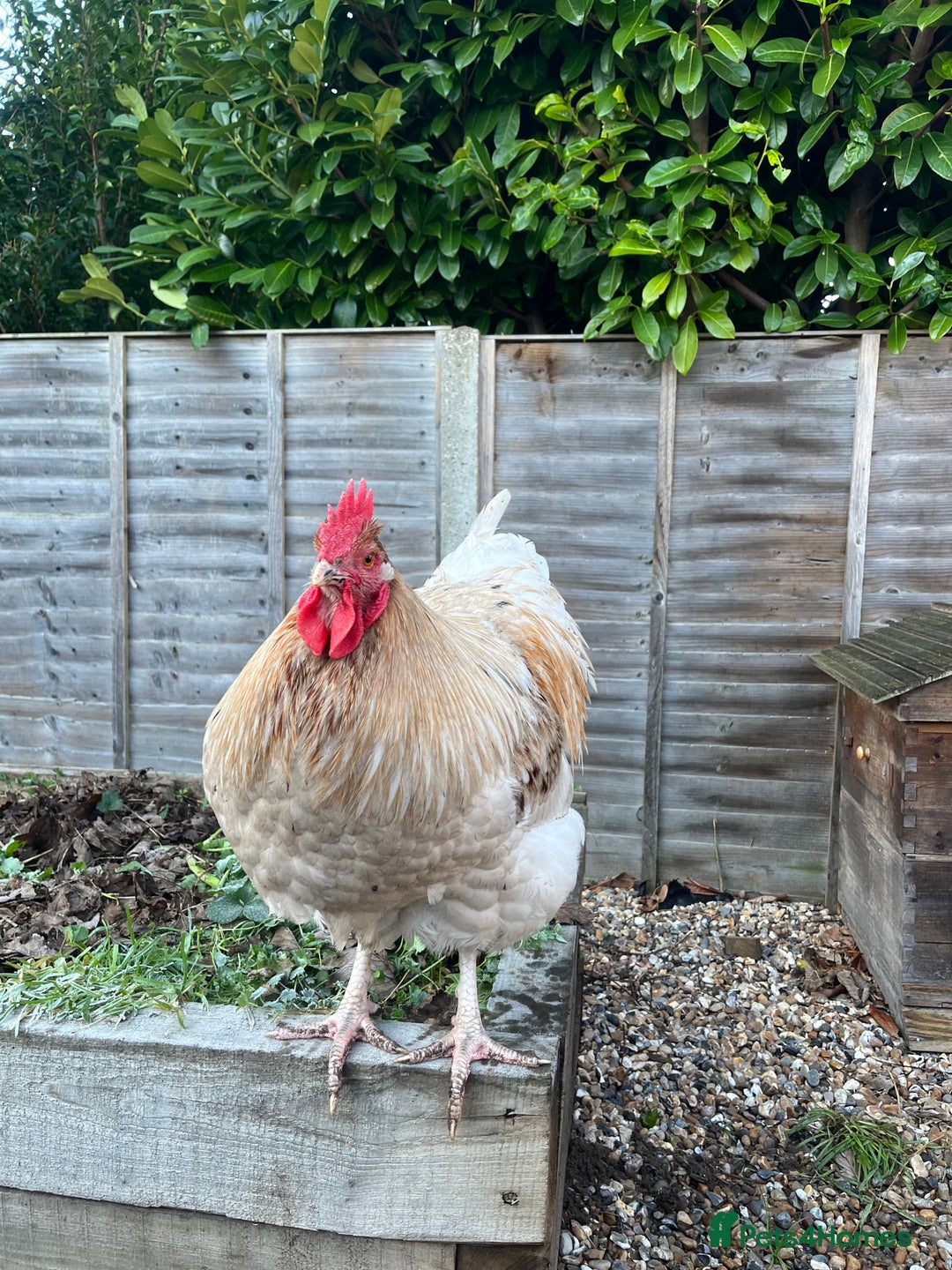 Chickens poultry for sale: Sold as a pair or individually  - Advert 5