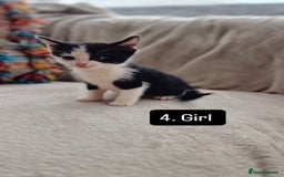 Mixed Breed cats for sale: Kittens - Image 6
