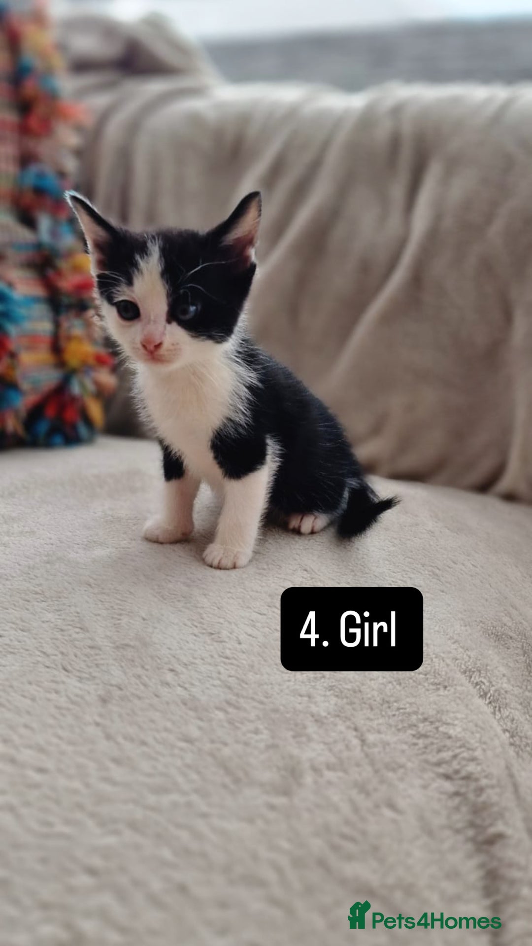 Mixed Breed cats for sale: Kittens - Image 6