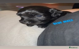 Cocker Spaniel dogs for sale: COCKER SPANIEL PUPPIES  - Image 5